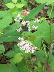 Pyromorpha dimidiata