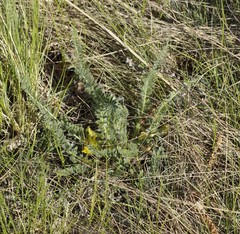 Astragalus buchtormensis