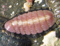 Ischnochiton maorianus