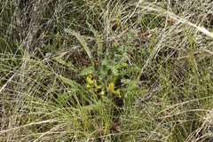 Astragalus buchtormensis