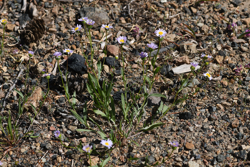 Mad River fleabane daisy (Erigeron maniopotamicus)