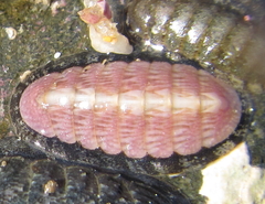 Ischnochiton maorianus