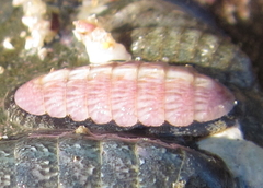 Ischnochiton maorianus