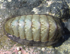 Ischnochiton maorianus