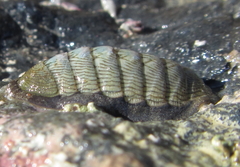 Ischnochiton maorianus