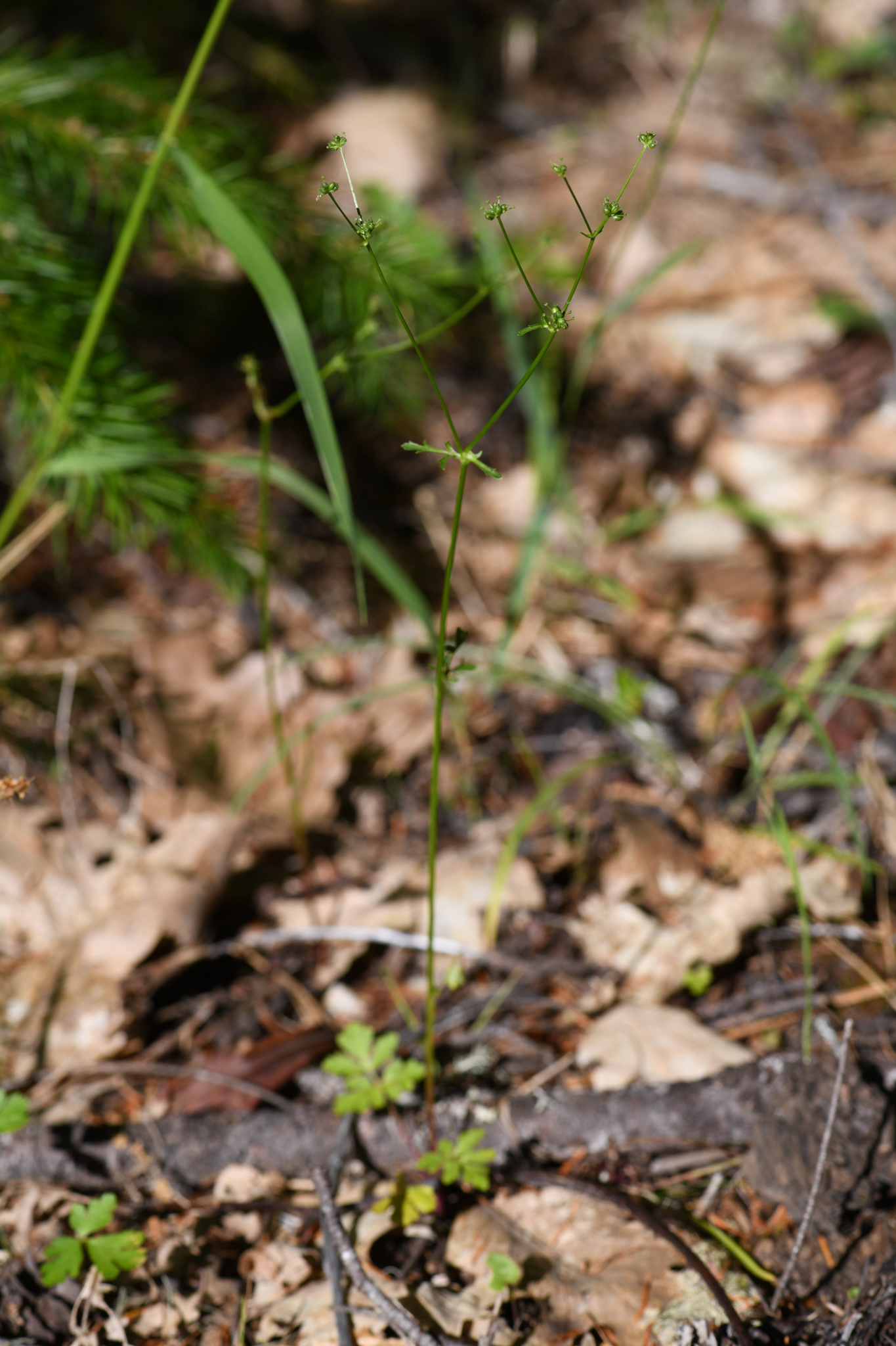 Sanicula tracyi