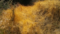 Cuscuta mexicana