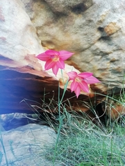 Gladiolus priorii