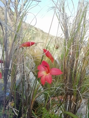 Gladiolus priorii