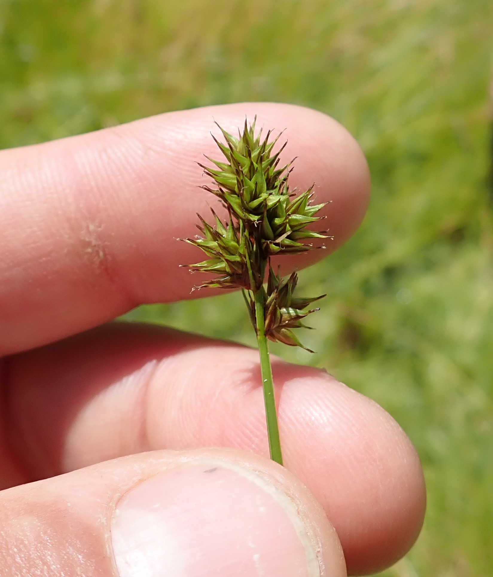 Carex gracilior