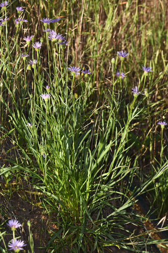 robust daisy (Erigeron robustior)