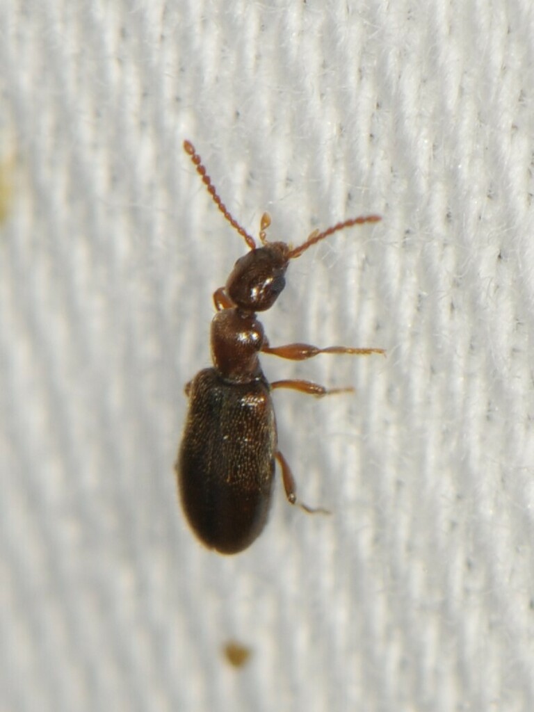 Saskatchewan Ant-like Flower Beetle