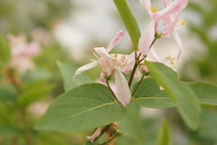 Lonicera