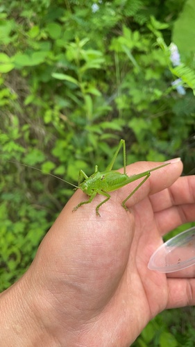 Chinese Green Bush Cricket