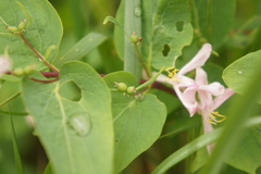 Lonicera