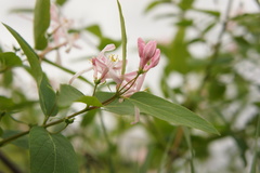 Lonicera