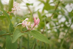 Lonicera