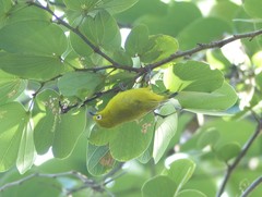 Zosterops anderssoni