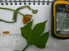 Gurania lobata