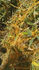 Cuscuta mexicana