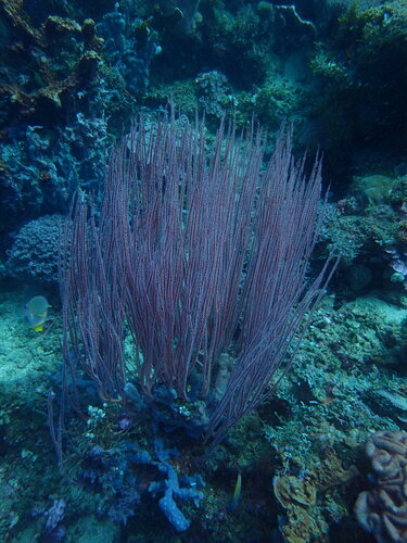 Ellisella observed 2023-11-06