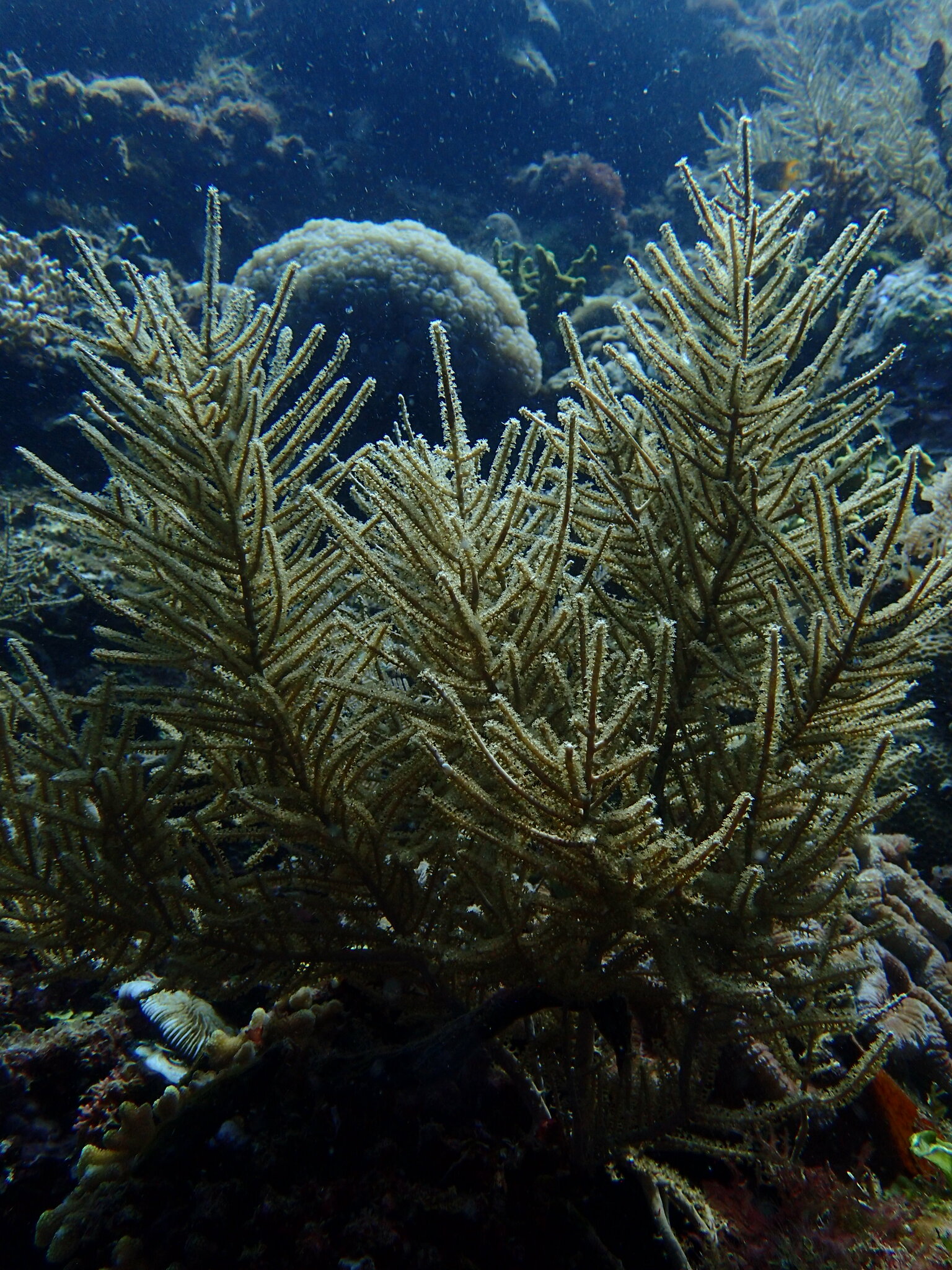 Pinnigorgia flava (Nutting, 1910)