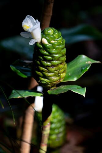 Costus dubius iNat (3)
