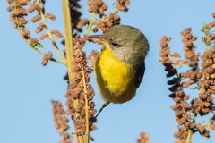 Setophaga pitiayumi graysoni