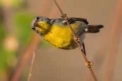 Setophaga pitiayumi graysoni