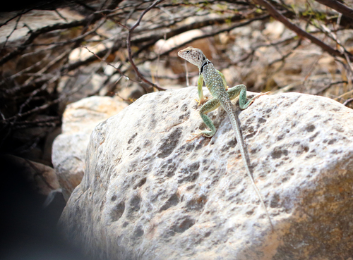 Eastern Collared Lizard