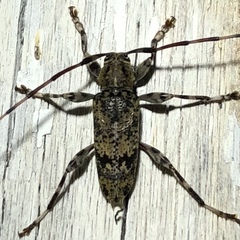 Graphisurus fasciatus