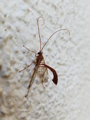 Enicospilus americanus-complex