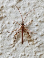 Enicospilus americanus-complex