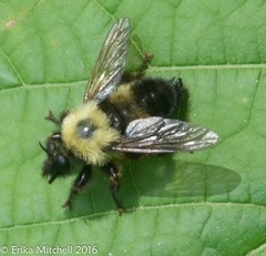 Laphria thoracica