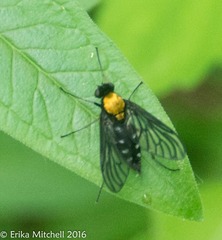 Chrysopilus thoracicus