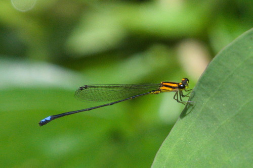 Acanthagrion obsoletum
