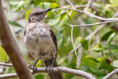 Mimus graysoni