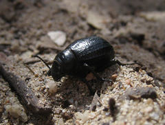 Pimelia angusticollis