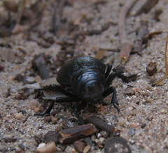 Pimelia angusticollis