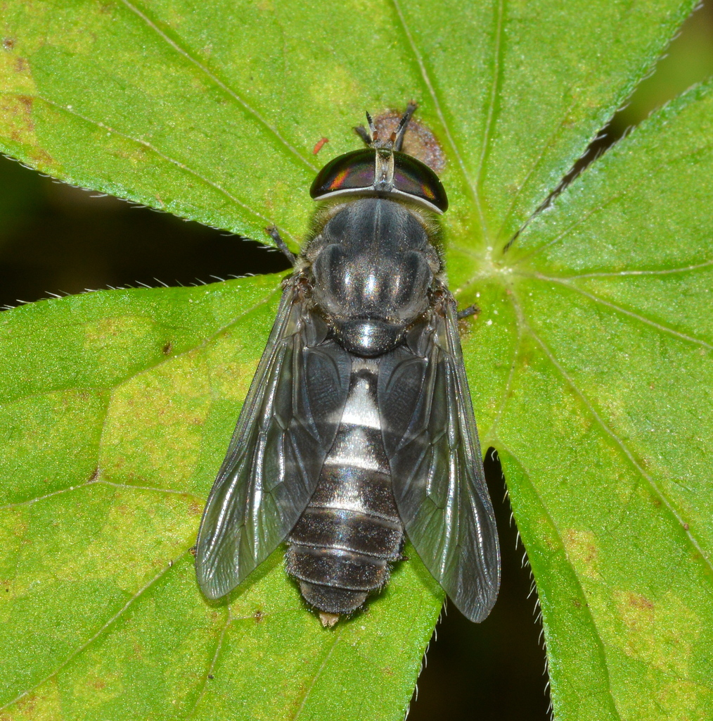 Hybomitra trispila