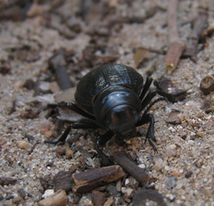 Pimelia angusticollis