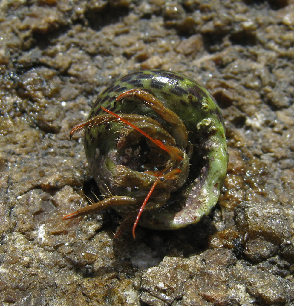 Hermit Crab [Clibanarius erythropus]