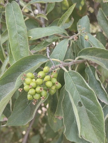 Ehretia latifolia, photograph 4