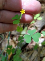 Oxalis florida