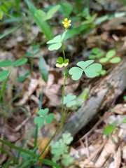 Oxalis florida