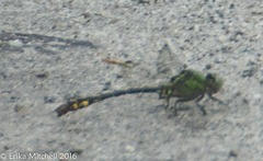Ophiogomphus