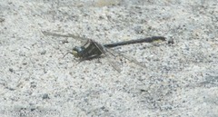 Phanogomphus borealis