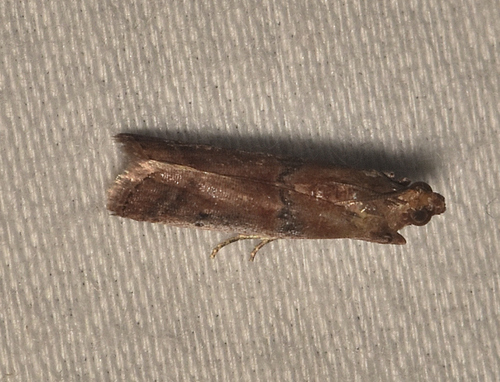 Palm Bud Moth photo 3