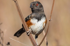 Pipilo maculatus socorroensis