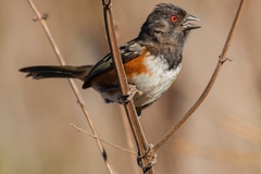 Pipilo maculatus socorroensis